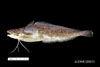 Urophycis floridana - southern hake, SEAMAP collections